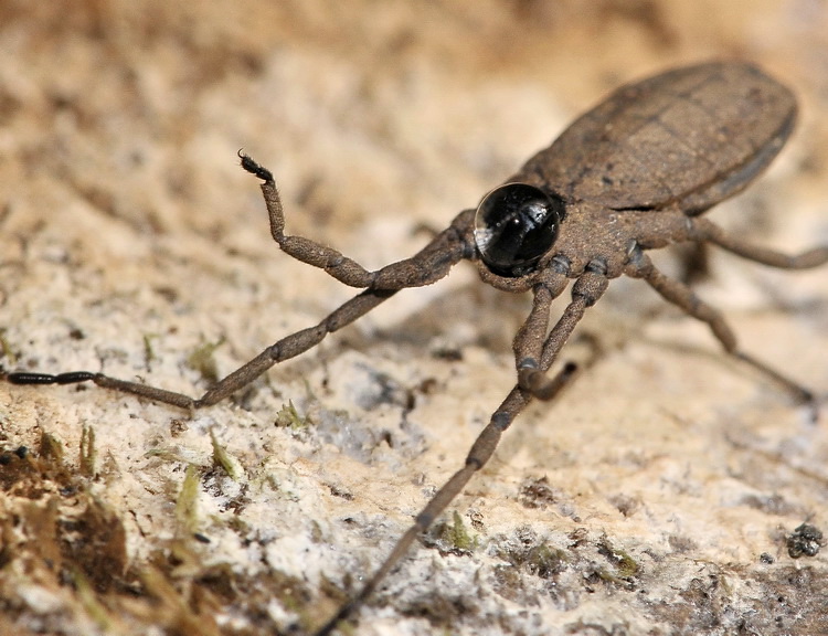 Un bel ragnotto piatto Trogulidae